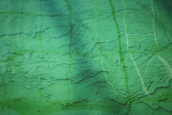 Spirulina 101: How to Choose, Dose, and Enjoy This Superfood